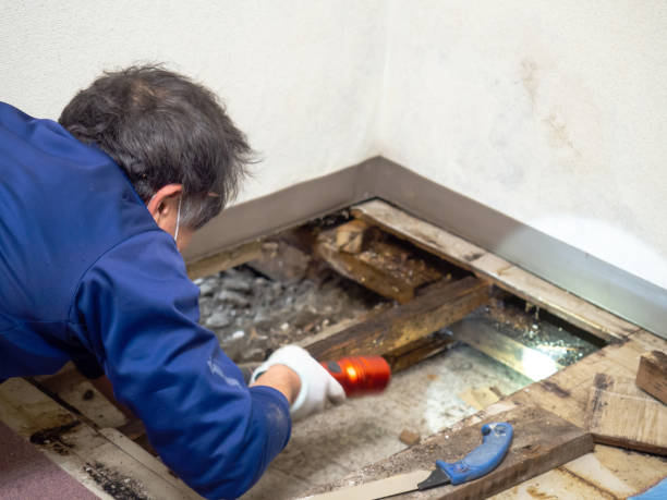 Best Black Mold Removal  in Mcewen, TN