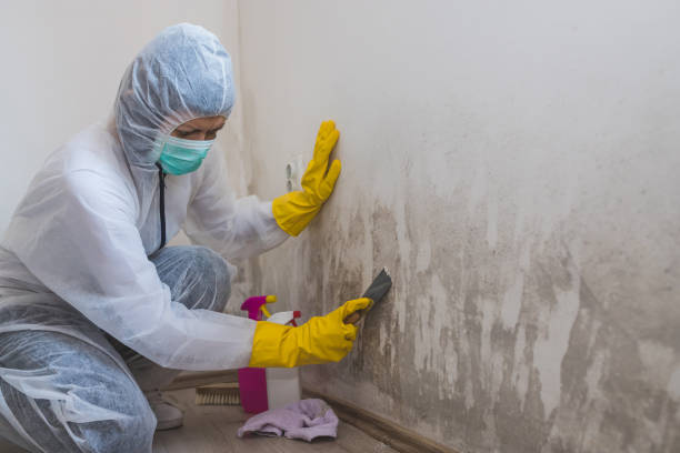 Best Water Damage Restoration  in Mcewen, TN