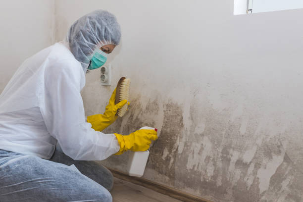 Best Mold Remediation  in Mcewen, TN
