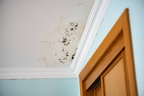 Best Certified Mold Removal  in Mcewen, TN