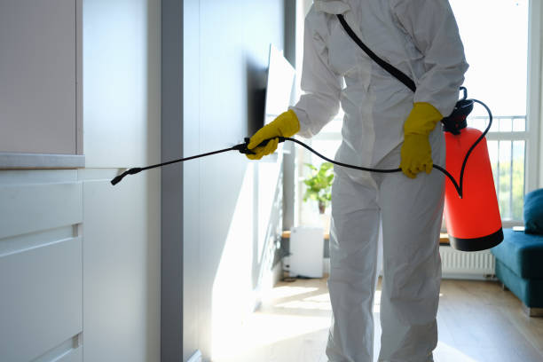 Mold Removal and Inspection in Mcewen, TN