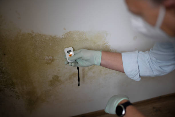 Best Mold Remediation  in Mcewen, TN