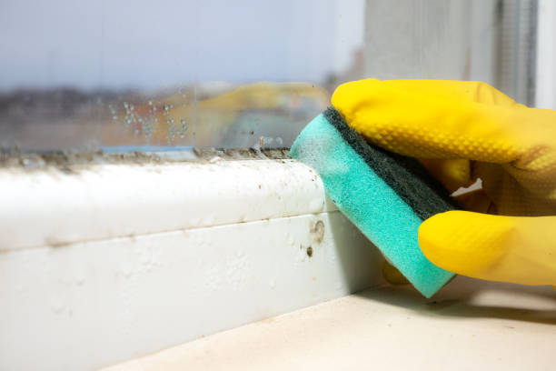 Best Same-Day Mold Removal  in Mcewen, TN
