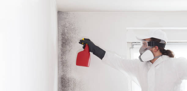 Best Fast Mold Removal  in Mcewen, TN