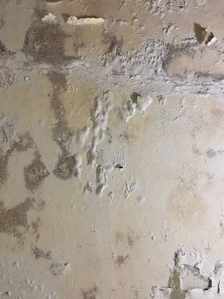 Best Mold Removal and Inspection  in Mcewen, TN
