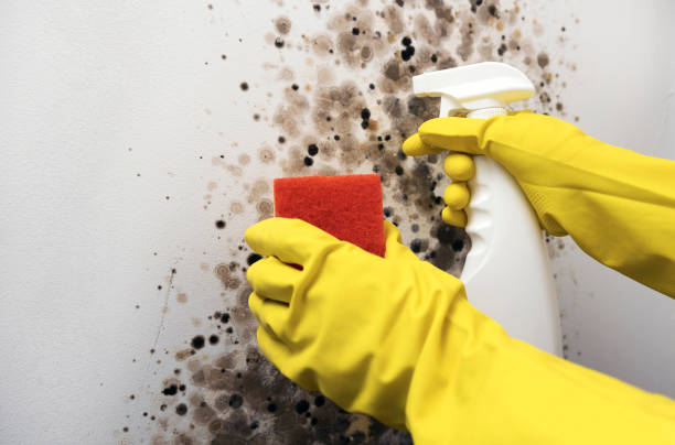 Attic Mold Removal in Mcewen, TN