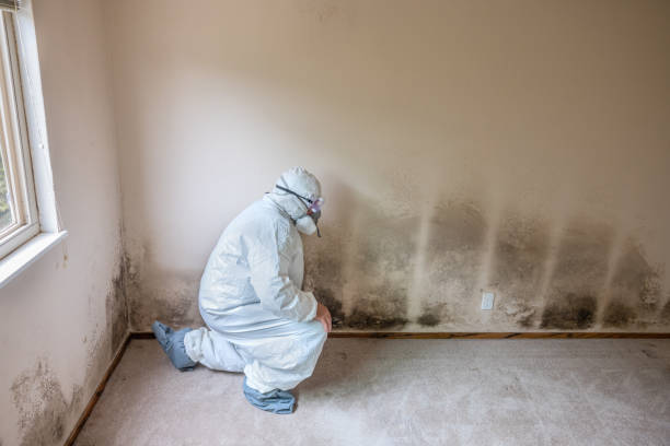 Best Toxic Mold Removal  in Mcewen, TN