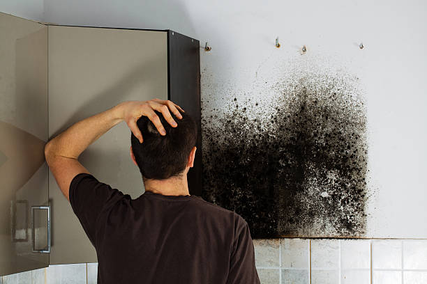 Best Professional Mold Removal  in Mcewen, TN